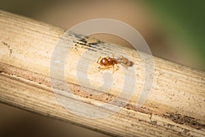 Temnothorax worker drink sugar water