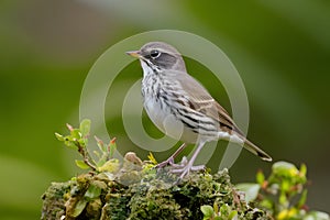 Temperate bird Gavia stellata migrates found in Northern Hemisphere