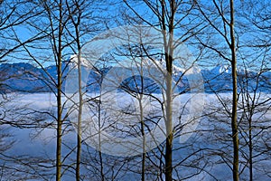 Temperate, deciduous beech (Fagus sylvatica) forest photo