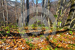 Temperate, deciduous beech (Fagus sylvatica) forest photo