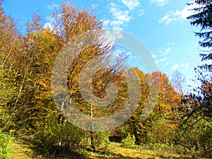 Temperate, deciduous beech forest in yellow, orange and red autumn foliage