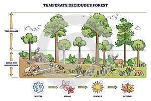 Temperate deciduous forest tree and shrub foliage description outline diagram photo