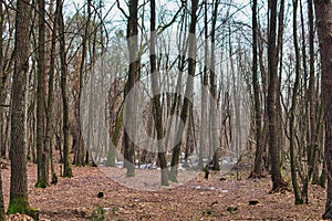temperate forest during snowless winter