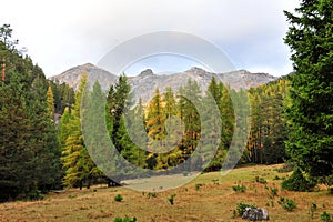 Temperate forest of Swiss National Park