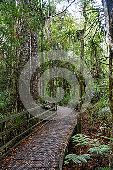 Temperate rain forest with Fern trees, New Zealand rainforest,