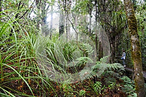 Temperate rain forest with Fern trees, New Zealand rainforest,