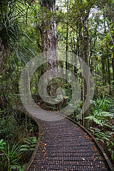 Temperate rain forest with Fern trees, New Zealand rainforest,