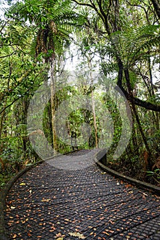 Temperate rain forest with Fern trees, New Zealand rainforest