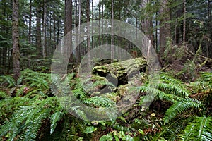 Temperate Rainforest