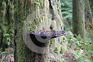 Mírný deštný prales konzola houby na strom 