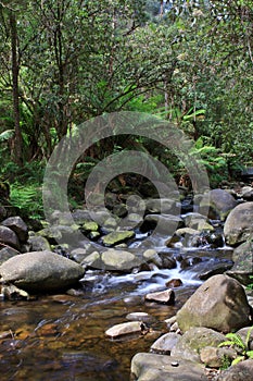 Temperate Rainforest Creek