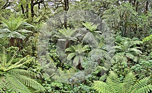 Temperate Rainforest with fern trees (Fjordland, New Zealand)