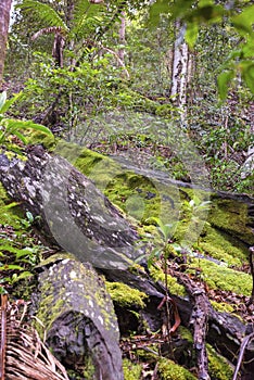 Temperate rainforest on Fraser Island