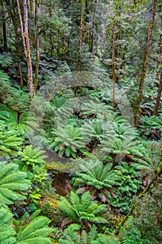 Temperate rainforest - Great Otway National Park.