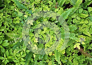 Temperate rainforest groundcover