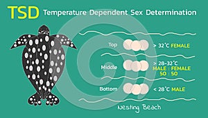 Temperature Dependent Sex Determination (TSD) of sea turtles