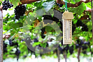 Temperature grape garden control by thermometer