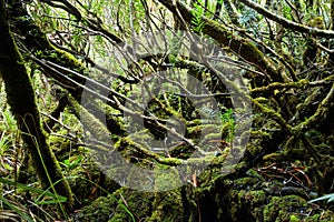 Tempered rainforest in Tasmania