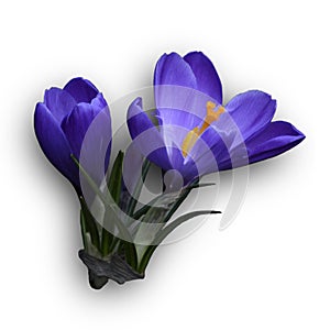 Template-blank Blue Crocus