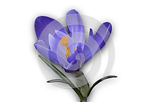 Template-blank Blue Crocus