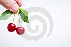 Template for design: two ripe cherries in hand on a white isolated background in the upper right corner. Copy spase for text_