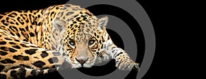 Template of Jaguar with a black background