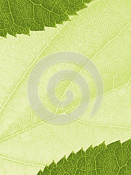 Template with leaf texture