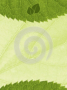 Template with leaf texture