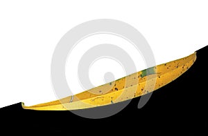 Template Old yellow leaf isolated