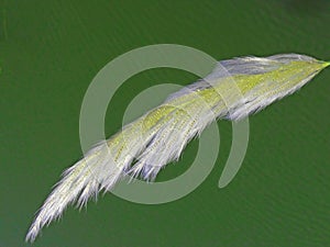 Template Pampas feather grass