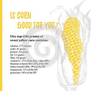 Template poster with vector corn. Vector