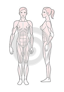 Template. Scheme of the muscular sistem of a woman. Front and side view. Isolated on white background photo