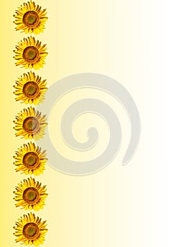 Template for text with flowers of blooming sunflowers.