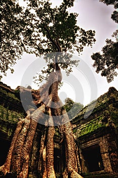 Temple in Ankor Wat