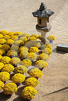 Temple courtyard with yellow chrysanthemum flowers. Beomeosa Buddhist temple in Busan, South Korea