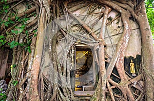 Temple covered with Banyan Tree roots at Wat Bang Kung temple, S