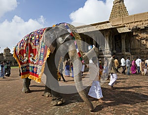 Temple Elephant - Thanjavur - India