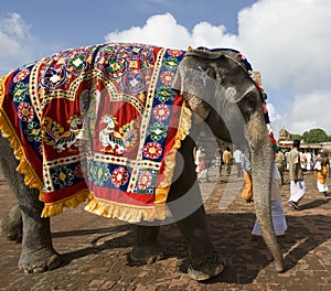 Temple Elephant - Thanjavur - India