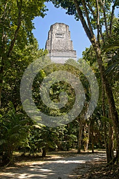 Temple III in the jungle of Tikal Peten