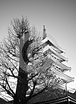 Temple in Japan, Tree and Pagoda