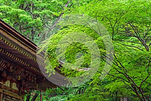 Temple with momiji trees, Nara, Japan