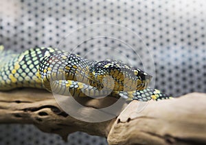 Temple Pitviper, Blue Pit Insular Viper.