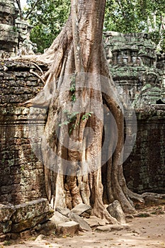 Temple ruins in Angkor