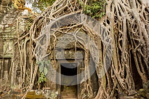 Temple ruins overgrown by trees