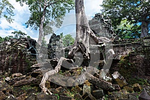 temple ruins of Ta Prohm with banyan tree