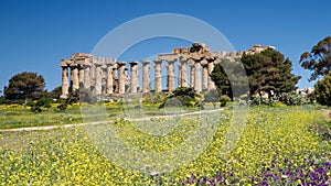 Temple of Selinunte at springtime