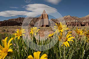 Temple Of The Sun Stands Tall On The Horizon Over Bright Yellow Flowers