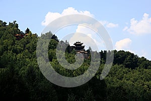 Temple surrounded by pine tree on mountain