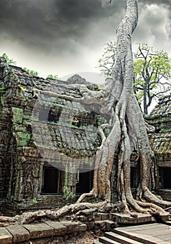 Temple of Ta Prohm in Angkor Wat