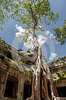 Temple Ta Prohm (Cambodia)